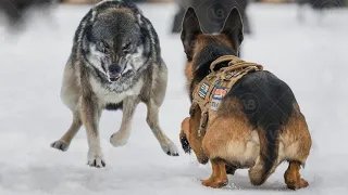 Only These Dogs Can Face a Wolf