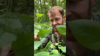 La plante cèpe ou épiaire des bois de la famille des Lamiaceae.