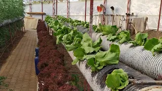 Aynı Serada Beş Çeşit Ürün