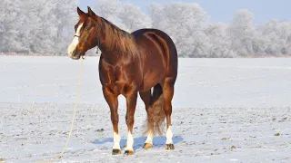 Socks On Fox (Indoor Arena)