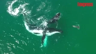 Une baleine et son bébé jouent avec un dauphin au large de l'Australie