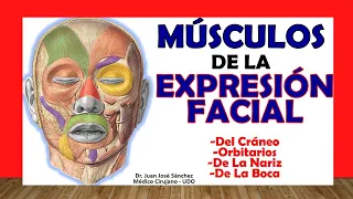 🥇 MUSCLES of FACIAL EXPRESSION and SKULL