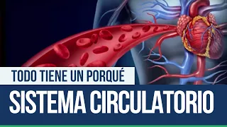 Sistema Circulatorio - Todo tiene un porqué