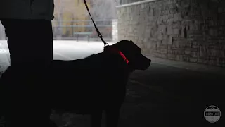 Black Lab w/ Sozo LED Dog Collar