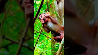 #macaque #babyanimals #monkey #cute #shortsvideo