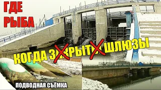 ДАМБА. ЗАКРЫТЫ ВСЕ ШЛЮЗЫ!!! Какая рыба здесь осталась. ПОДВОДНАЯ СЪЁМКА.