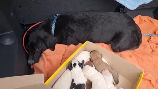 Poor Mama Dog Was Kicked Out of The House And Found a Small Cave to Give Birth On Her Own