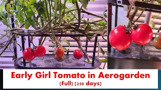 [Full] Early Girl tomato in Aerogarden Bounty Basic Hydroponics | Calcium (Cal-Mag) Supplement