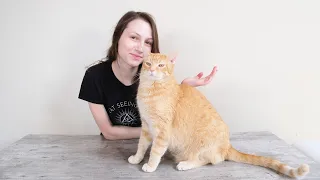 Cat Body Language Guide: What is Your Cat Telling You?