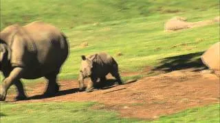 San Diego Zoo Kids - Babies!