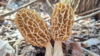 MOREL MUSHROOM HUNTING KC MO