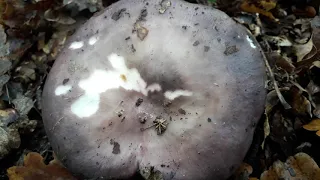 Russula Cyanoxantha (09/11/2019) randonnée de Montreuil