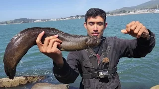 CATCH and COOK on the Rocks 🎣  Making Fish Tacos from This Monkey Faced Eel  🎣