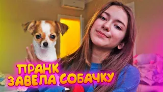 ЗАВЕЛА ЩЕНКА😜Пранк над Папой💥prank Liza Nice💥Лиза Найс пранки💥