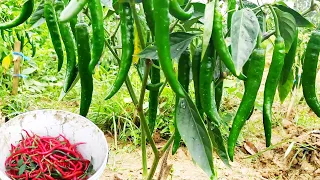 Panduan Budidaya CABE MERAH BESAR & CABE KERITNG Tanpa Olah Tanah Dari Semai Sampai Panen