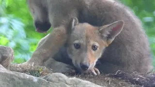 Red Wolf Pup Sits on Sibling's Head