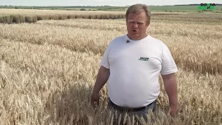 Озимая пшеница, сорт МВ 37-14