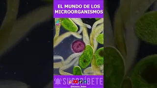 EL MUNDO DE LOS MICROORGANISMOS 🥶 #short #microorganismos #microbiologia