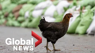 "I felt relief:" BC farmers able to save most of their livestock after floods