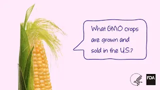 Agricultural Biotechnology: What GMO Crops are Grown and Sold?