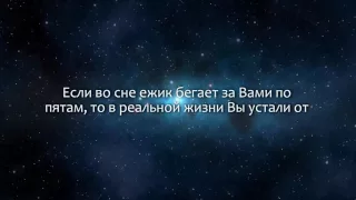 К чему снится Ежик (Сонник, Толкование снов)