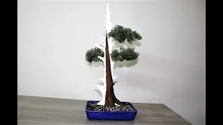 How to make a Artificial White Cedar Bonsai Tree.