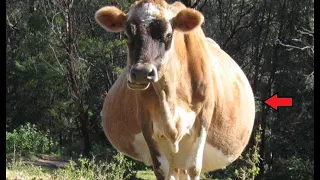 Фермеры не переставали кричать, когда увидели, кого родила эта корова!