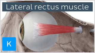 Lateral Rectus Muscle of the Eye - Human Anatomy | Kenhub