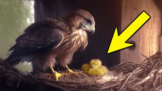 A farmer put a chicken egg under an eagle! That's how it turned out for the chicken!