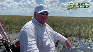 Nile Crocs in the Florida Everglades