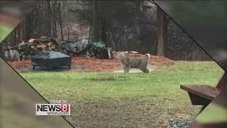 Three people in hospital after a bobcat attack in Colchester