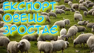 Як розвивати бізнес з утримання овець розповідає Ольга КОЗАК