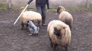 Taz's First Herding Lesson