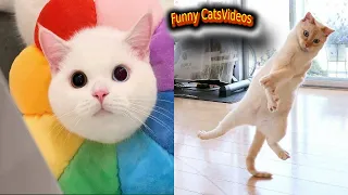 Funny Animals Best Funny Cat Videos of 2022  حيوانات مضحكة أفضل مقاطع فيديو القطط المضحكة لعام 2022