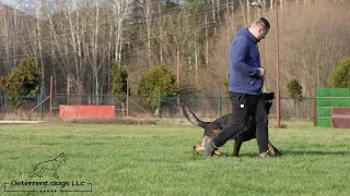 Protection dog in training Aron: Obedience