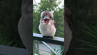 Gorgeous baby kookaburra ‘Waddles’ 😍 | National Bird Week | Pets & Animals | Shorts | ABC Australia