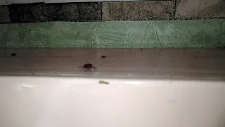 Обработка от тараканов Pest Control Samara