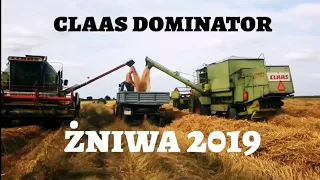 ŻNIWA 2019 ☆ NA 2 KOMBAJNY ☆ CLAAS DOMINATOR 85 |  88S CLASSIC ☆ PSZENŻYTO