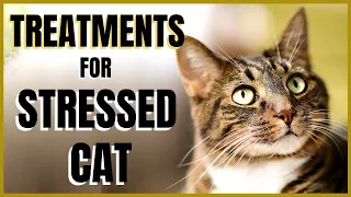 Cats 101 : Treatments for Stressed Cats