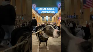 Counting Stars at Grand Central #NYC #dogshorts #newyork #pitbull #doglover #doglife #doglovers #dog