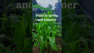 Grow Corn for Beginners! 🌽 #shorts #gardening #grow #plants