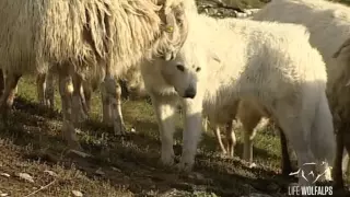 LIFE WOLFALPS "Ululato sulle Alpi"