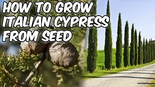 How To Grow Italian Cypress From Seed(Mediterranean Cypress/Pencil Pine)