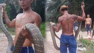 FINALLY THE GIANT KING COBRA SNAKE SUCCESSFUL IN THE EVACUATION OF JAVA ORIGIN | BIG SNAKE