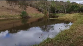 nunca vi tanta traíra quanto tem aqui