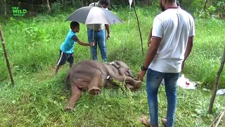 A rescue mission of an orphaned elephant calf #Shorts