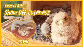 5 Kestrel Babies Show Off Cuteness💓Enjoy the Bath🛁 All Fledged! | Kestrels in Germany 06/2023