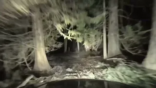 Creepy Night Drive In Forest