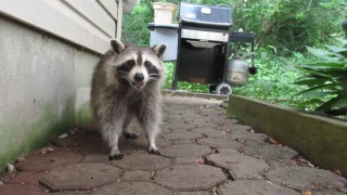 MVI 4701  Feeding the raccoon