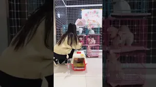 Tik Tok Chó Phốc Sóc Mini Siêu Cute Funny and Cute Pomeranian Videos  #6